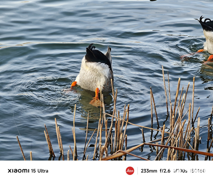 小米15 Ultra影像两开花 骁龙8至尊版单走一路(图10)