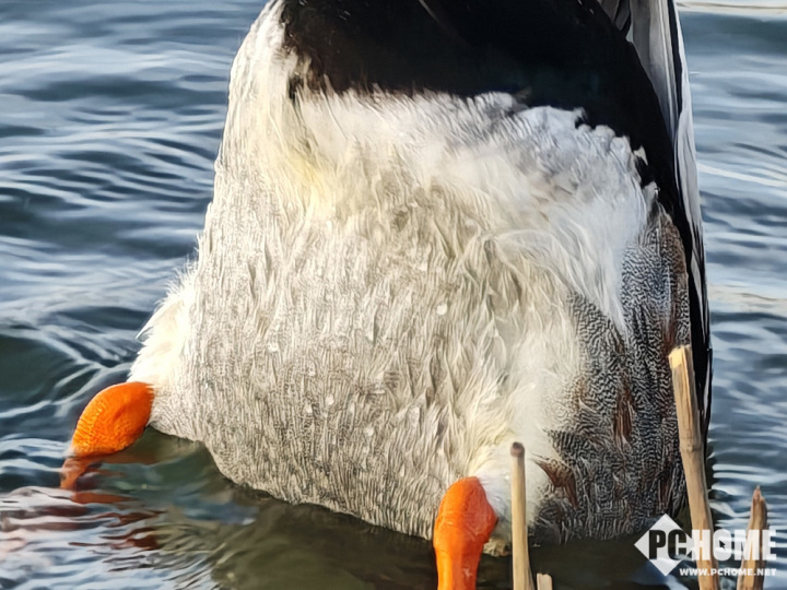 小米15 Ultra影像两开花 骁龙8至尊版单走一路(图11)