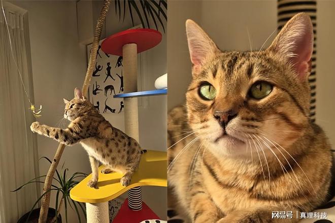 轻巧而强悍 三星Galaxy S25诠释新一代“小屏旗舰”标准(图5)