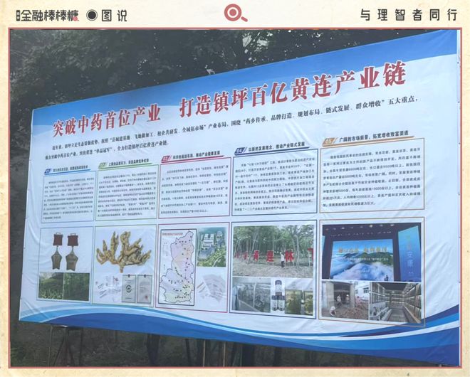 50亿滴灌“秦药”：静等黄连熟透(图5)